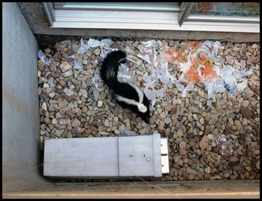 Property being damaged by a skunk