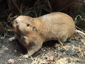 A pocket gopher amid some grass