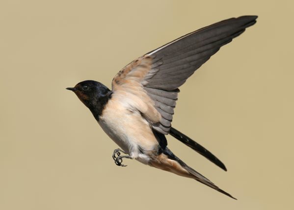 swallow in flight