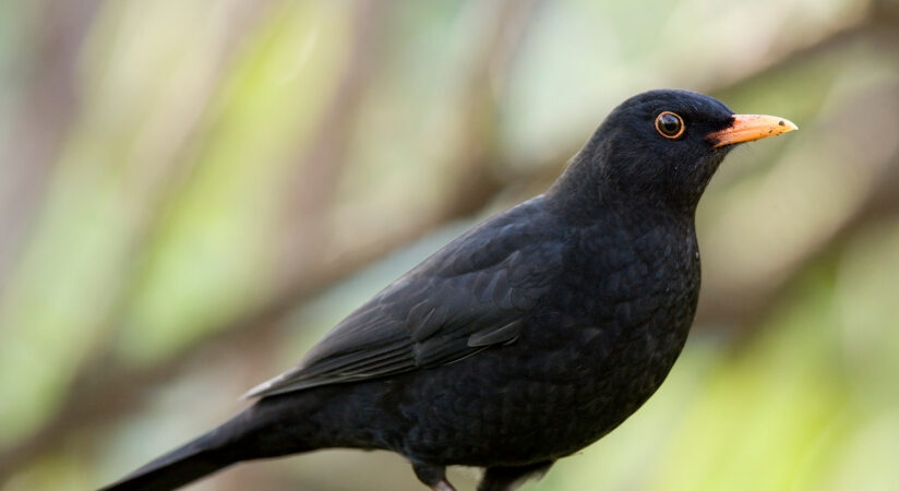 blackbird-picture-for-identification