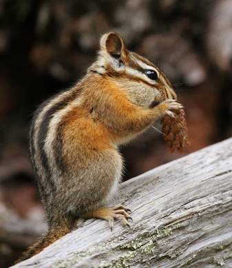 How Long Do Chipmunks Live: Surprising Facts About Their Lifespan