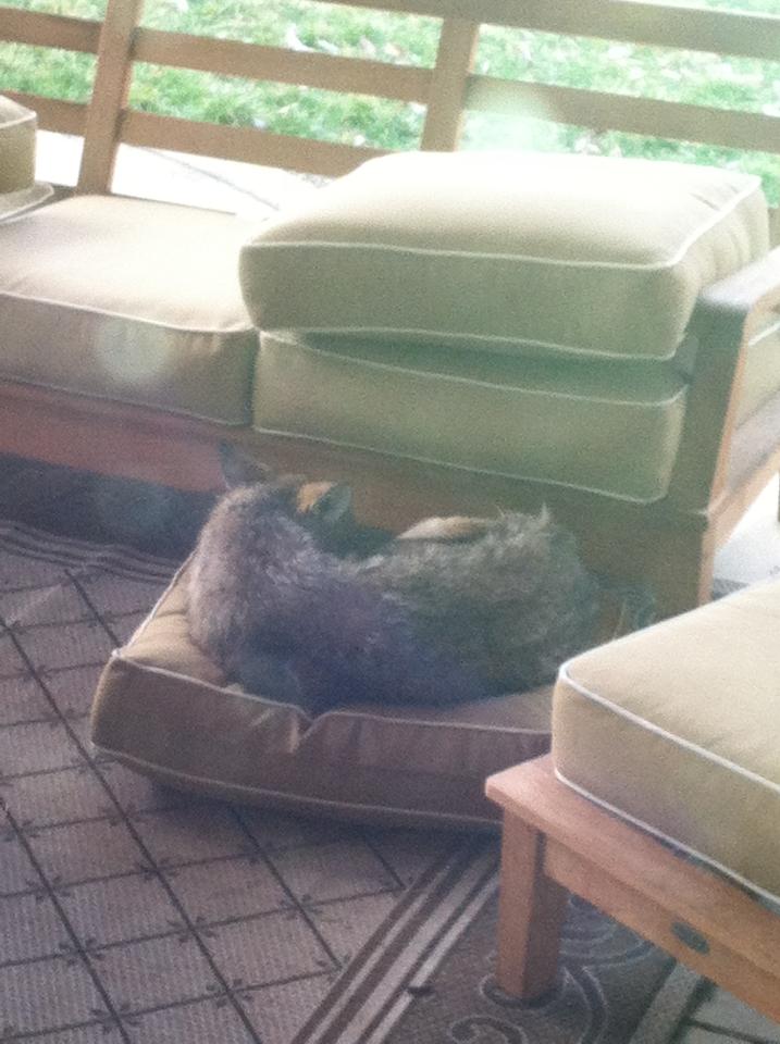 coyote-on-porch