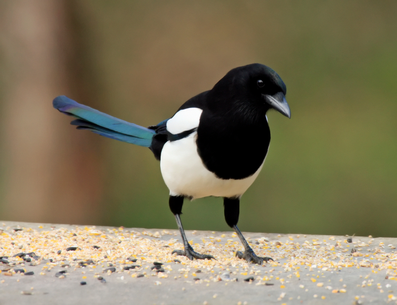 magpie-on-bird-feeder_1