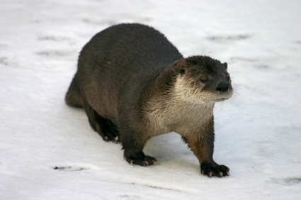 river-otter-on-snow
