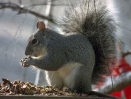 Gray Squirrels