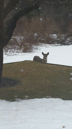 vole-deer