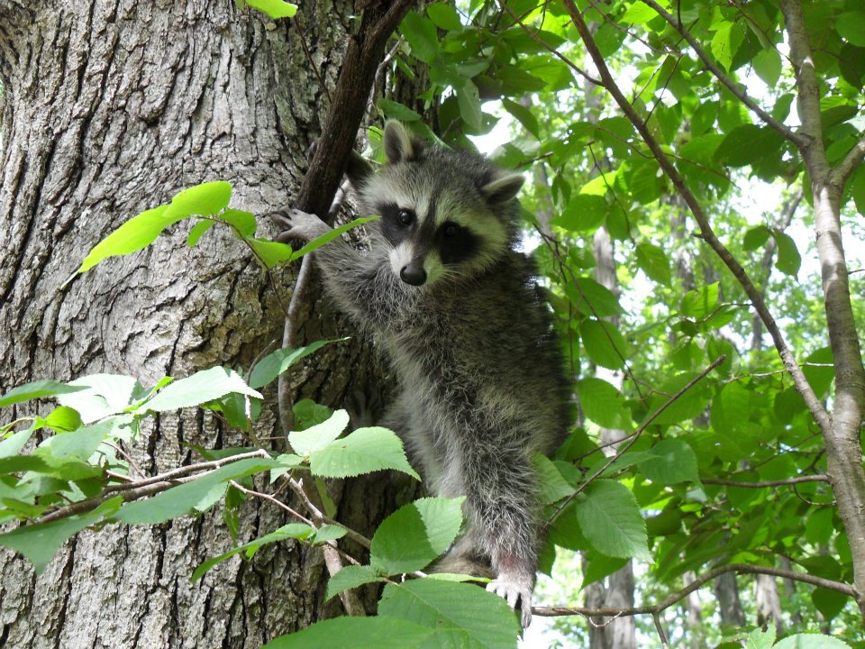 Wildlife Removal in Jefferson City - Critter Control