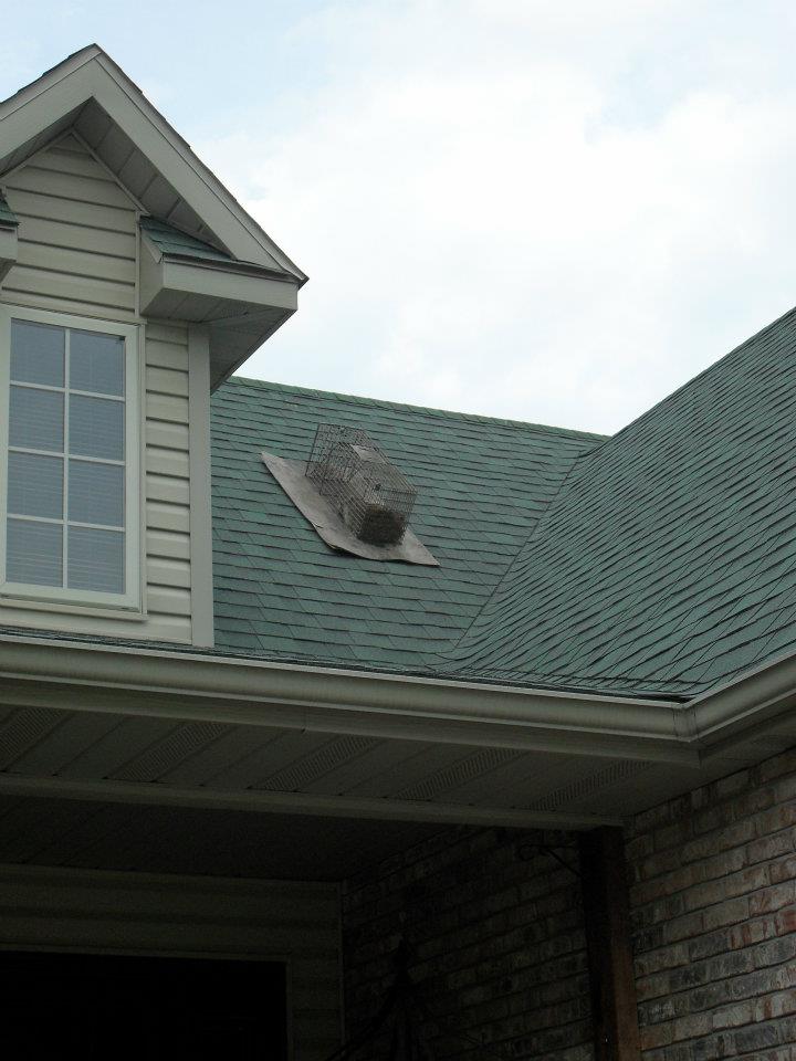 Professional wildlife removal technician sealing a roof vent in Michigan
