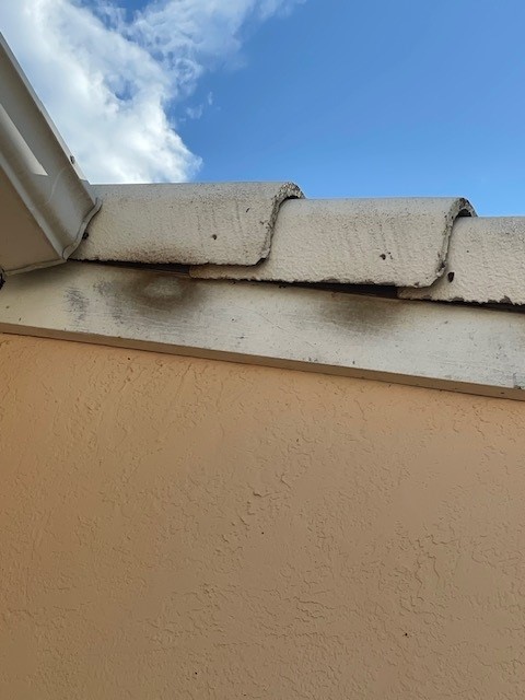 Sarasota Wildlife Control Service | Critter Control of Sarasota | Free ...