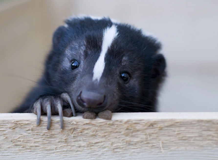 Princeton, NJ Wildlife Control & Removal | Critter Control