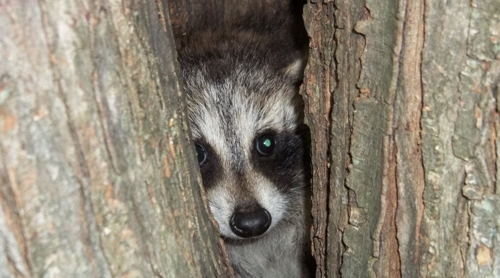 Raccoons Under House in Olympia, WA - Critter Control