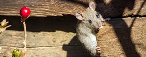 10 Things Rats Can Chew Through and Three Materials They Can't