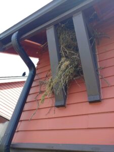 crow nest on Seattle house