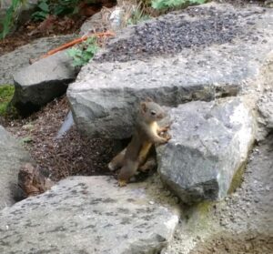 douglass squirrel seattle