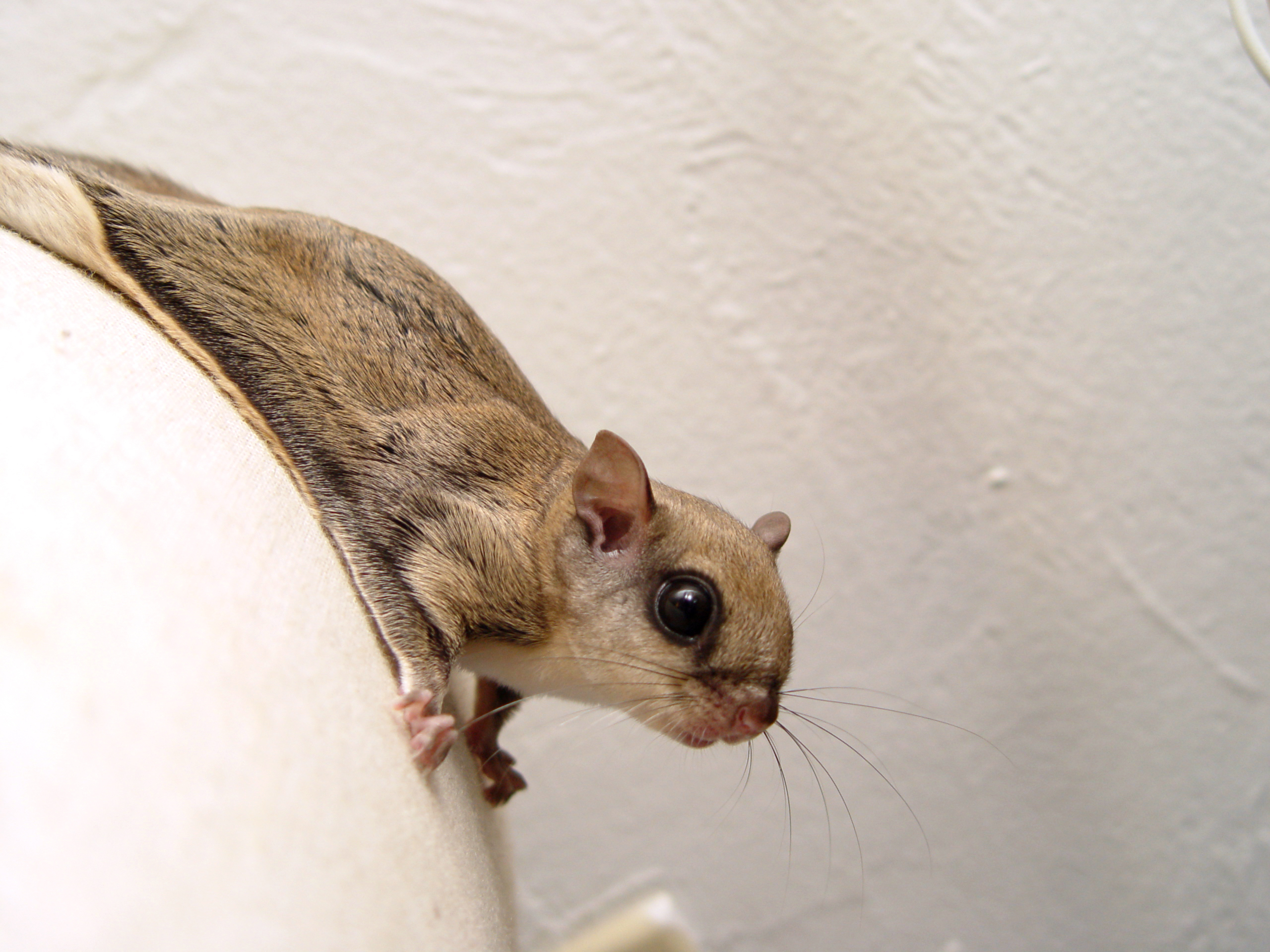 Flying Squirrel!