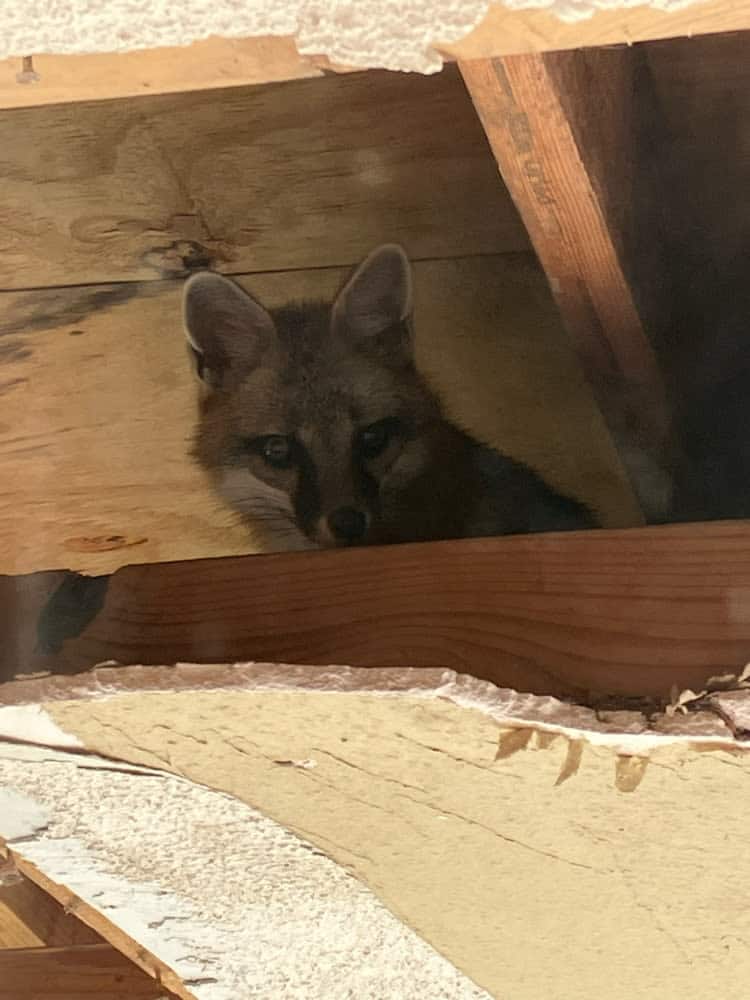 fox under porch