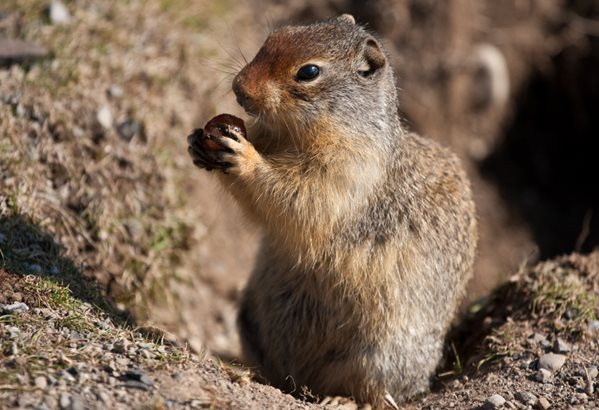 Squirrel Eating Acorn