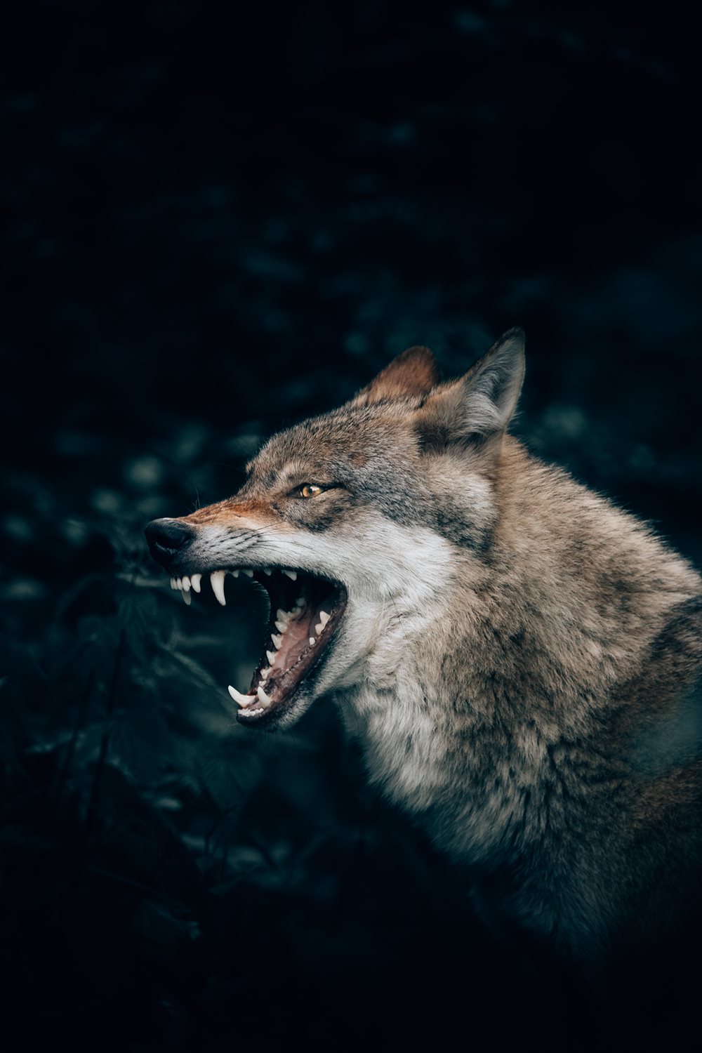 Coyote6fa7
