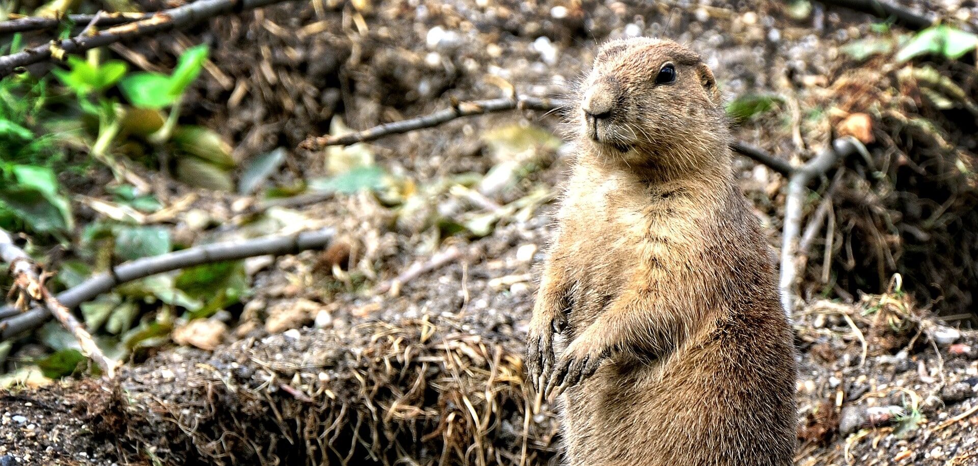 gopher
