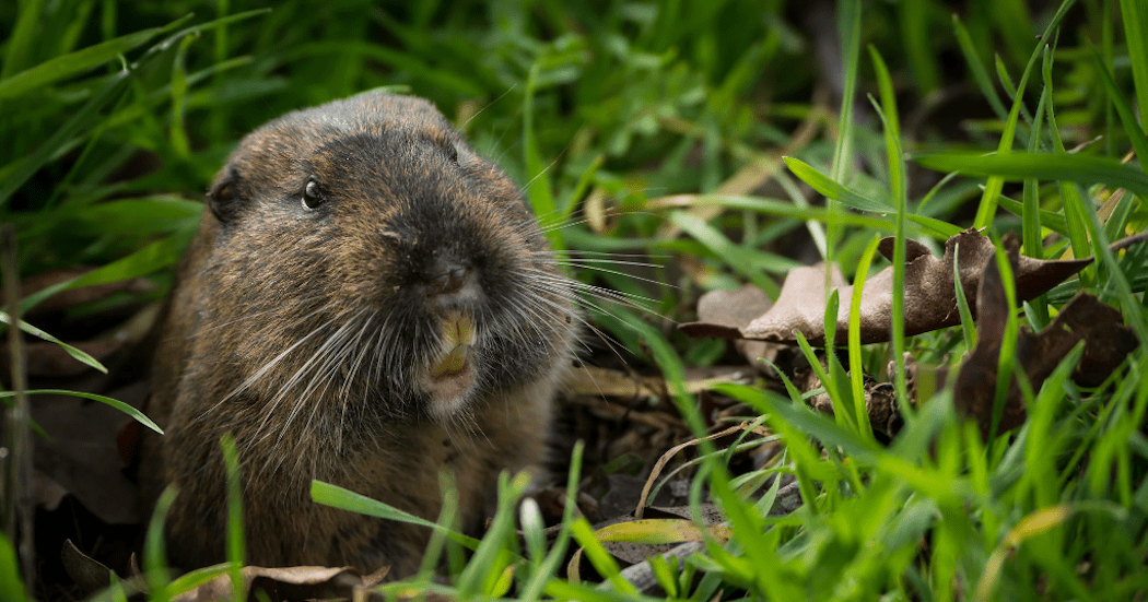 A gopher peaking out of its hole
