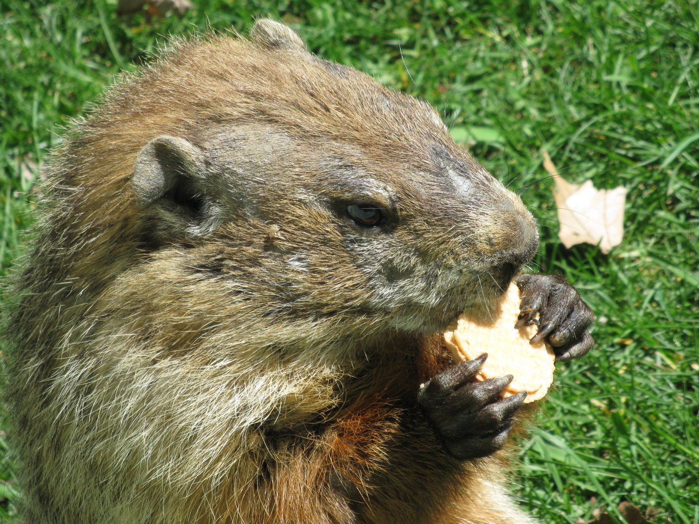 groundhog close up