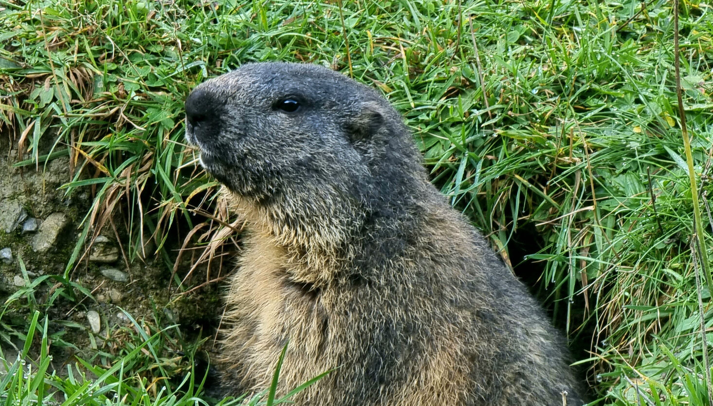 Marmot