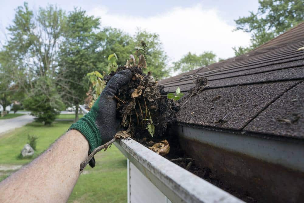 gutter cleanout from squirrels nest