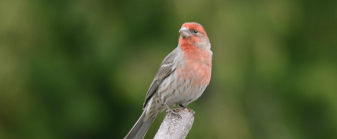 house finch banner