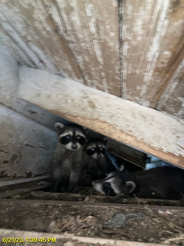 found raccoon kits in attic