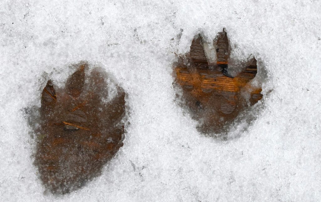 raccoon pawprints in snow on deck