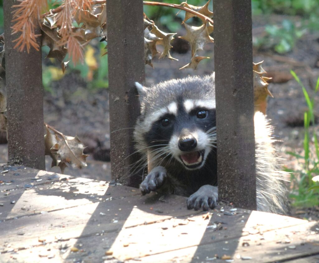 raccoon peeking through porch