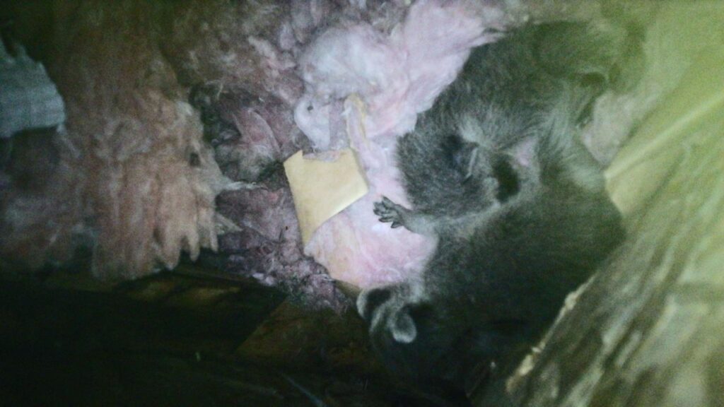 juvenile raccoons in attic