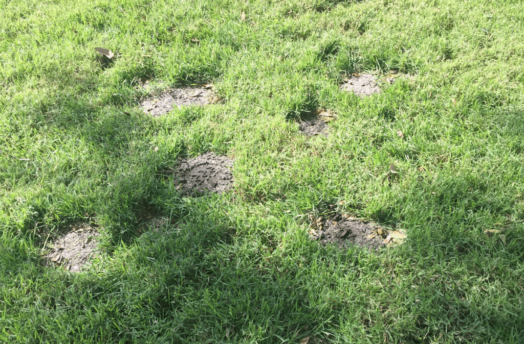 lawn damage in yards from animal digging