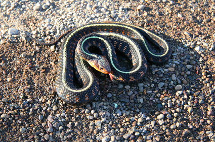 image of Coiled Snake