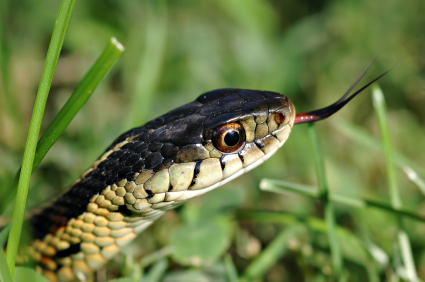 image of Snake Close Up