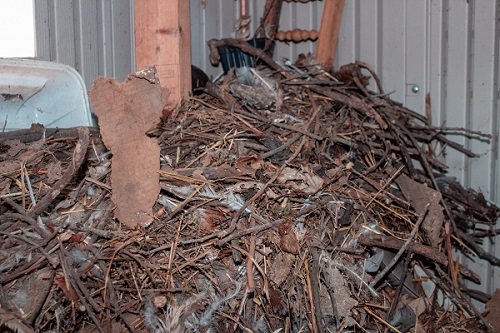 rat nest