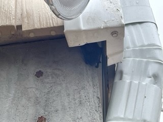 bat removal in mobile, al