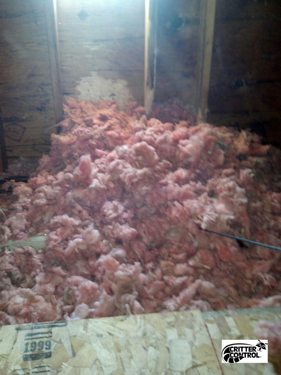squirrel nest from insulation