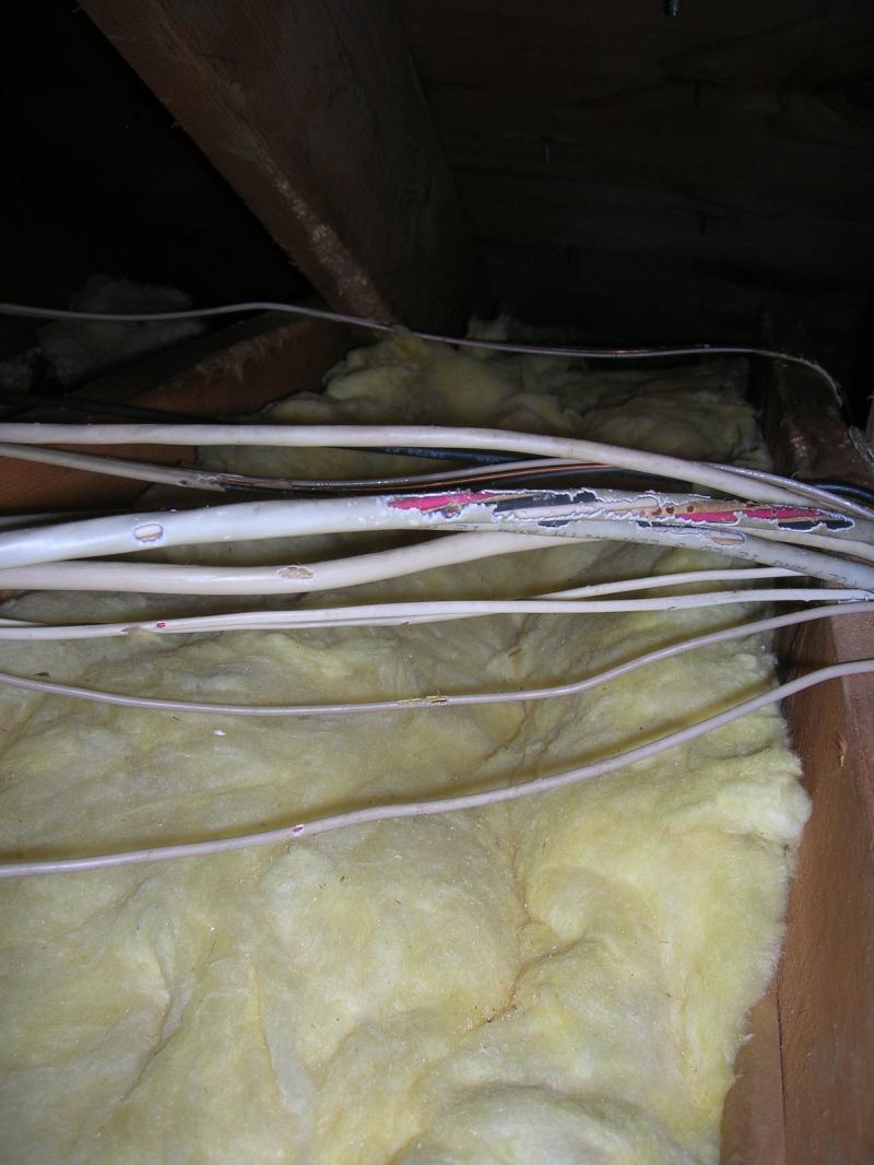 squirrel damage wires