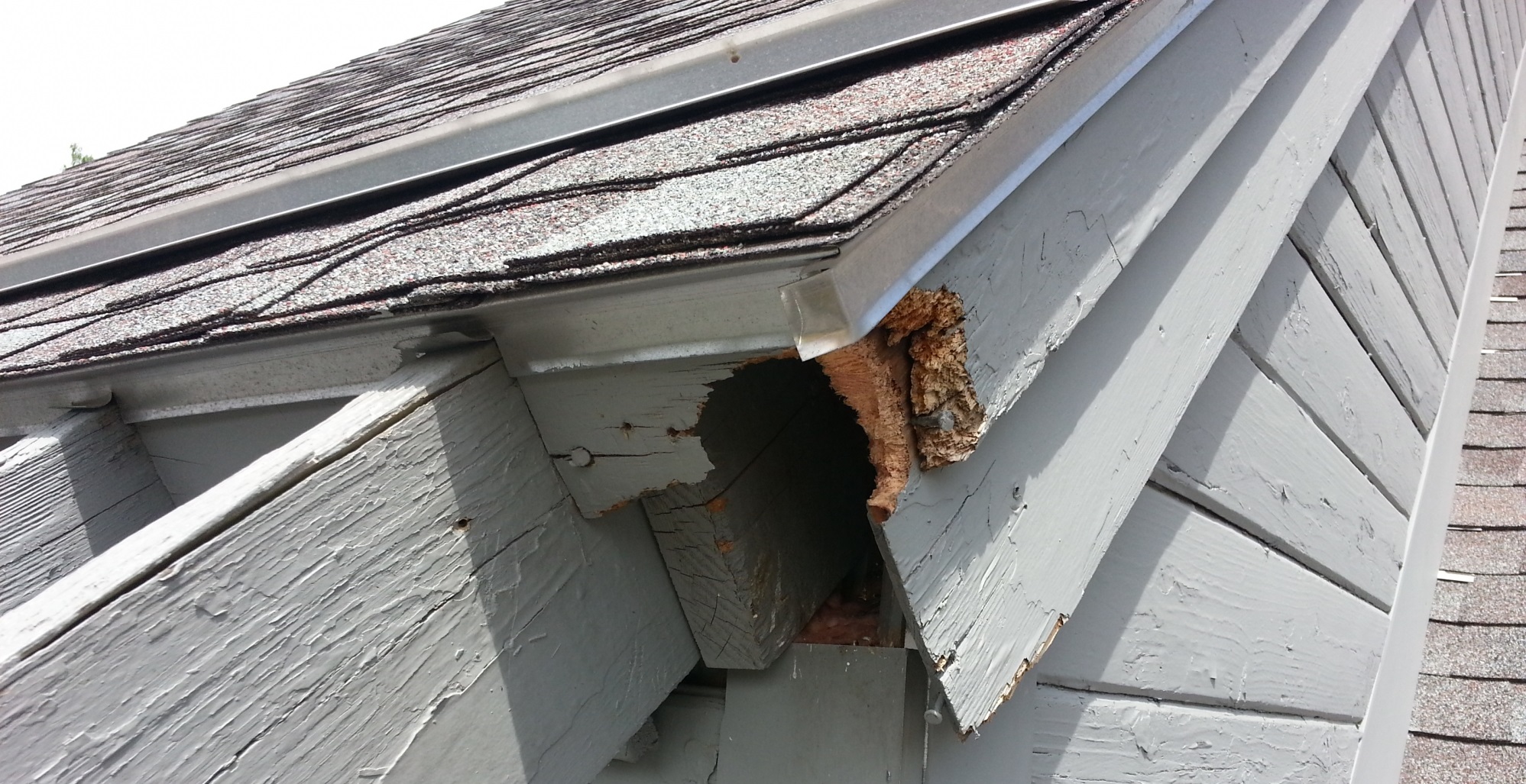 Squirrels Entering Homes