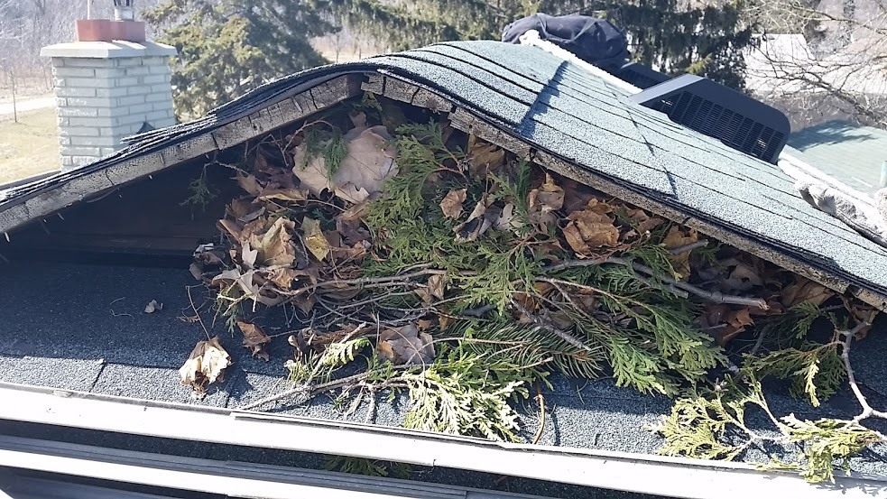 Squirrel nest on roof in Terre Haute