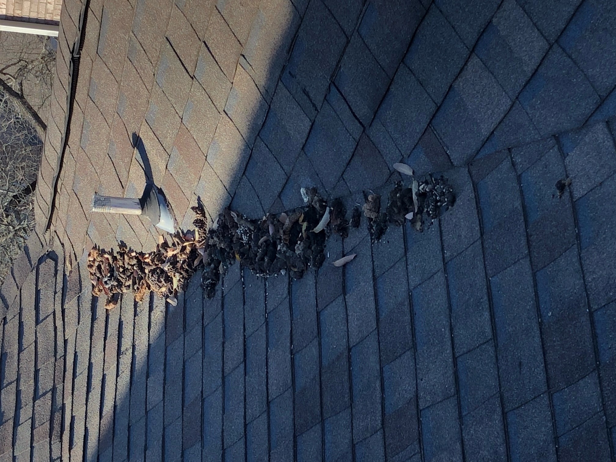 raccoon latrine on roof