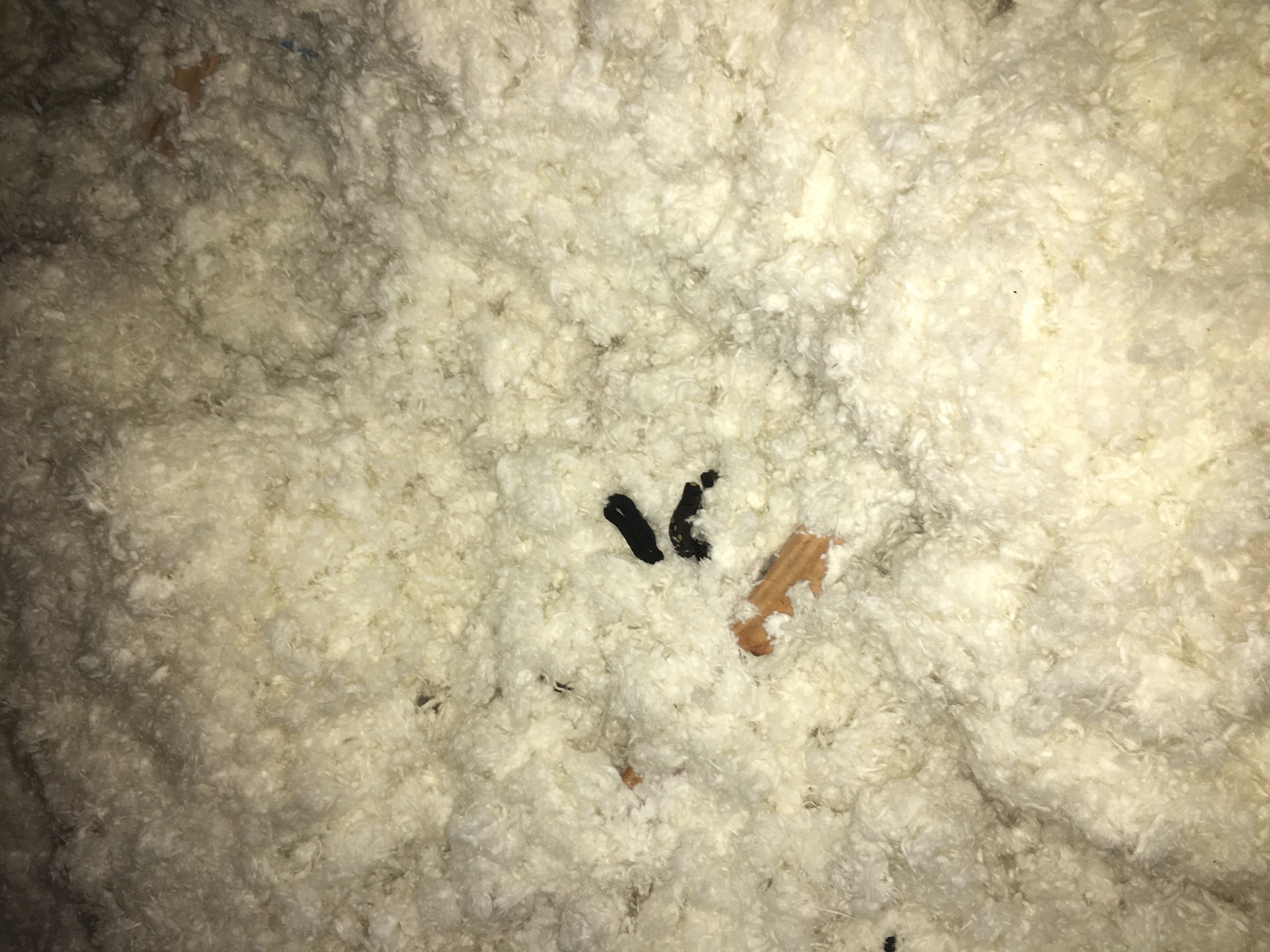 raccoon poop in insulation