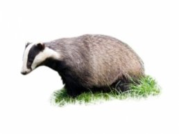 badger