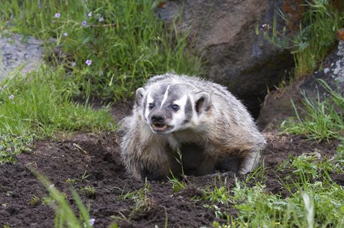 image of Badger in Grass
