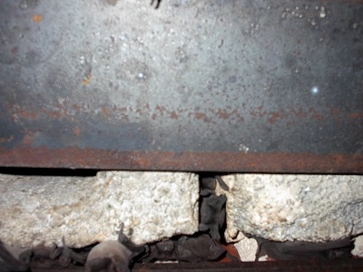 bat infestation in wall