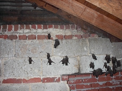 bats in attic