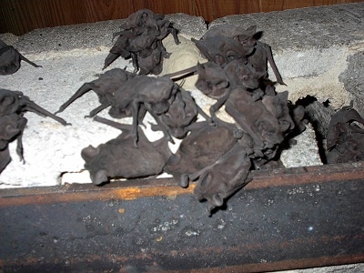 Bats in the House