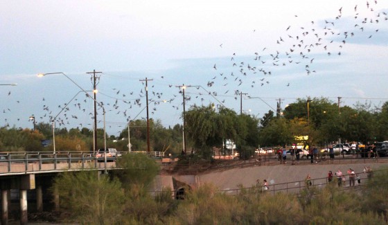 Campbell St Bridge Bats