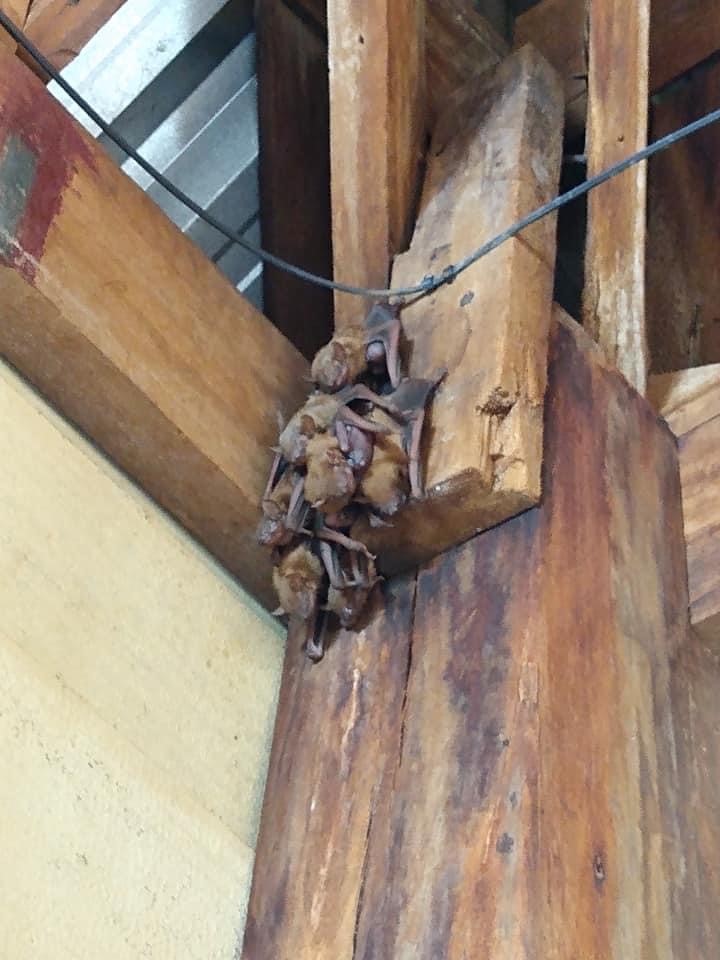 How to Get Rid of Bats from Attic